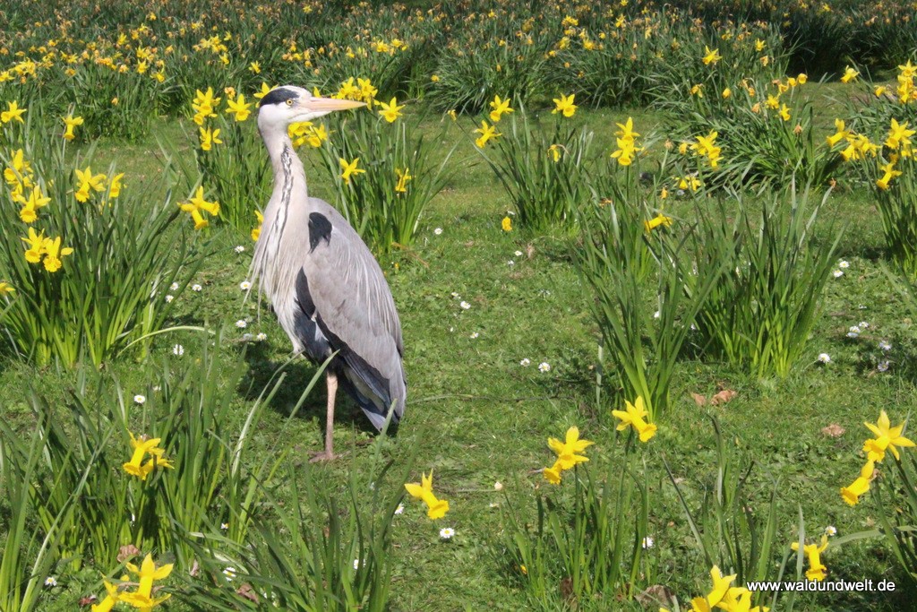 Vogel meets Blumen im St. James Park.