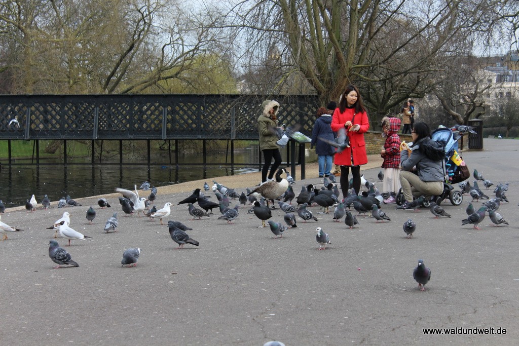 Vogelauflauf im The Regent's Park.