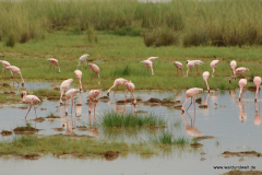 Amboseli Nationalpark  in Bildern - Safari in Kenia