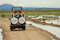 Amboseli Nationalpark  in Bildern - Safari in Kenia