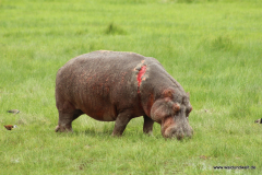 Amboseli Nationalpark  in Bildern - Safari in Kenia