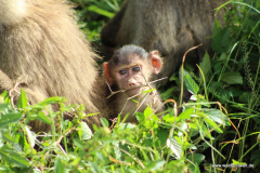 Amboseli Nationalpark  in Bildern - Safari in Kenia