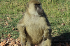Amboseli Nationalpark  in Bildern - Safari in Kenia