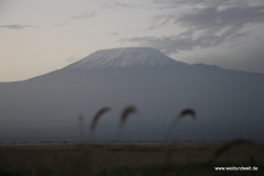 Amboseli Nationalpark  in Bildern - Safari in Kenia