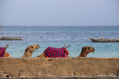 Diani Beach - Strandurlaub in Kenia