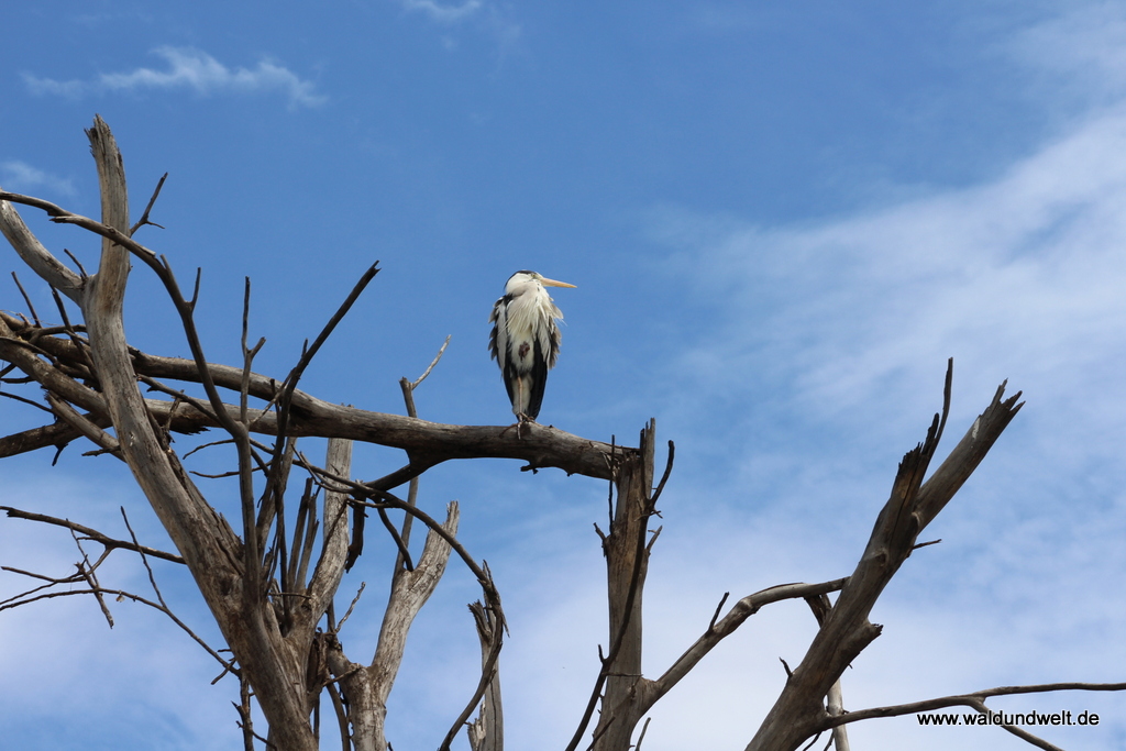 Lake Naivasha  in Bildern - Safari in Kenia