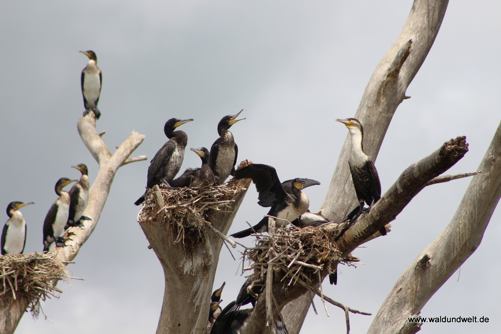 Lake Naivasha  in Bildern - Safari in Kenia