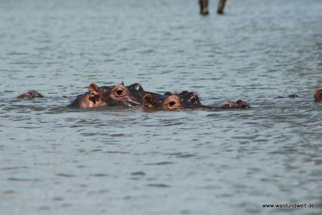 Lake Naivasha  in Bildern - Safari in Kenia