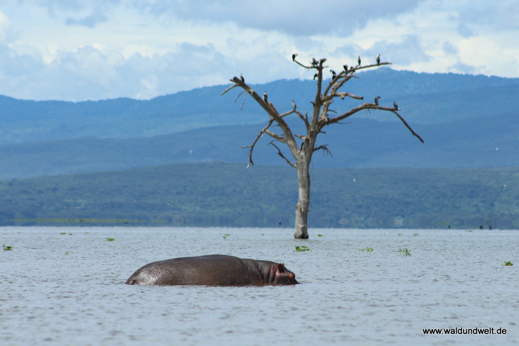 Lake Naivasha  in Bildern - Safari in Kenia