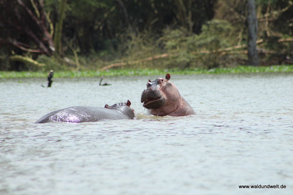 Lake Naivasha  in Bildern - Safari in Kenia