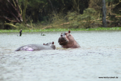 Lake Naivasha  in Bildern - Safari in Kenia