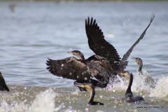 Lake Naivasha  in Bildern - Safari in Kenia