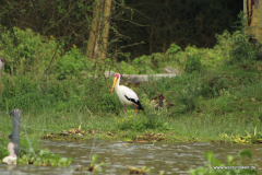 Lake Naivasha  in Bildern - Safari in Kenia