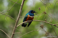 Lake Naivasha  in Bildern - Safari in Kenia
