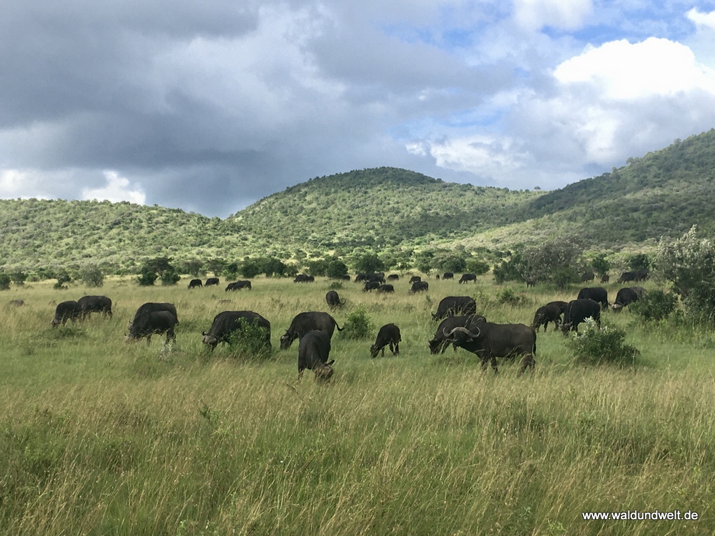 Masai Mara in Bildern - Safari in Kenia