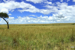 Masai Mara in Bildern - Safari in Kenia