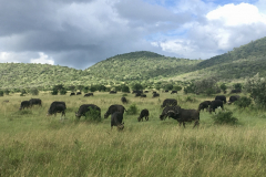 Masai Mara in Bildern - Safari in Kenia