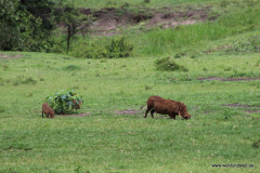 Masai Mara in Bildern - Safari in Kenia