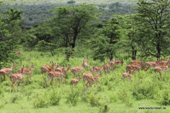 Masai Mara in Bildern - Safari in Kenia