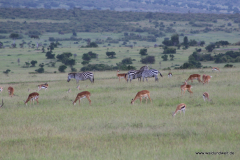Masai Mara in Bildern - Safari in Kenia