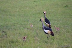 Masai Mara in Bildern - Safari in Kenia