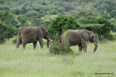 Masai Mara in Bildern - Safari in Kenia