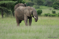 Masai Mara in Bildern - Safari in Kenia