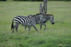 Masai Mara in Bildern - Safari in Kenia
