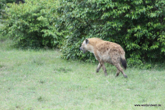 Masai Mara in Bildern - Safari in Kenia
