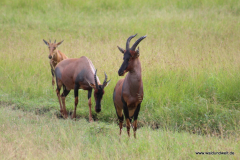 Masai Mara in Bildern - Safari in Kenia