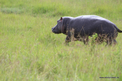Masai Mara in Bildern - Safari in Kenia