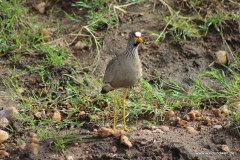Masai Mara in Bildern - Safari in Kenia