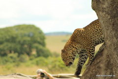 Masai Mara in Bildern - Safari in Kenia