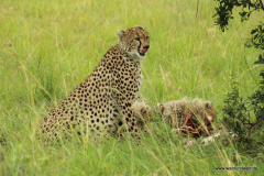 Masai Mara in Bildern - Safari in Kenia