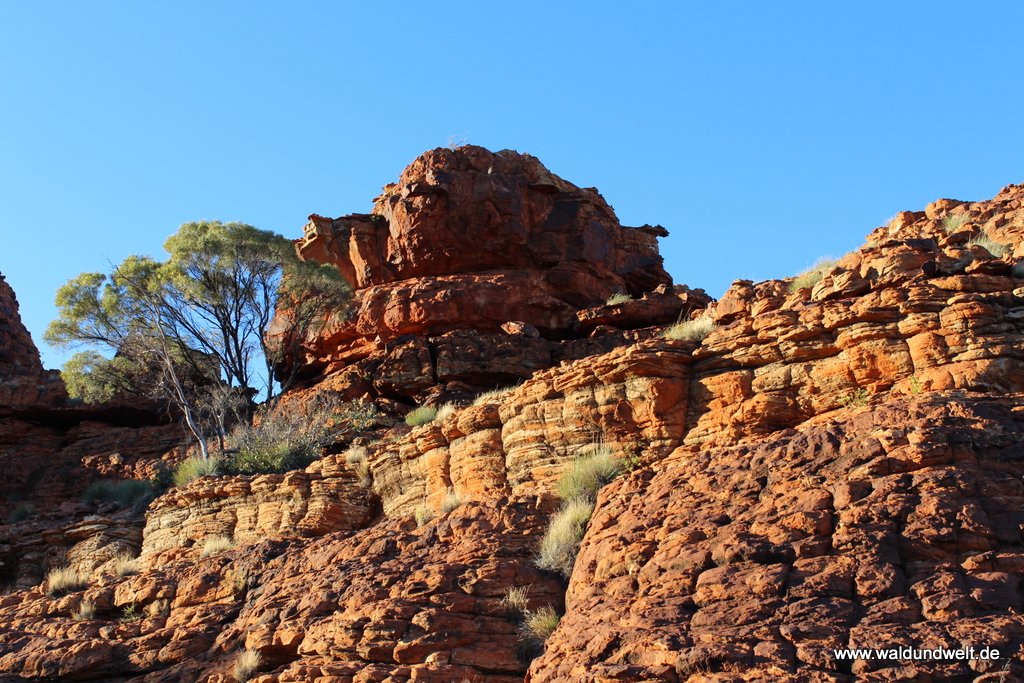 Tour durch den Kings Canyon