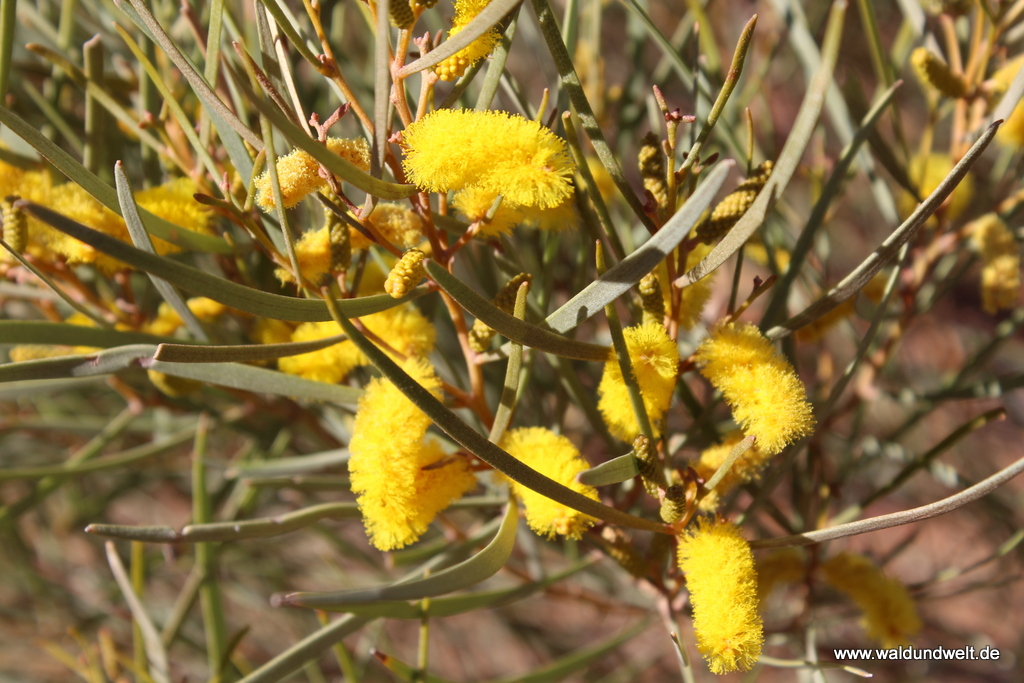 Tour durch den Kings Canyon
