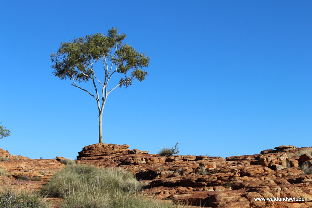 Tour durch den Kings Canyon