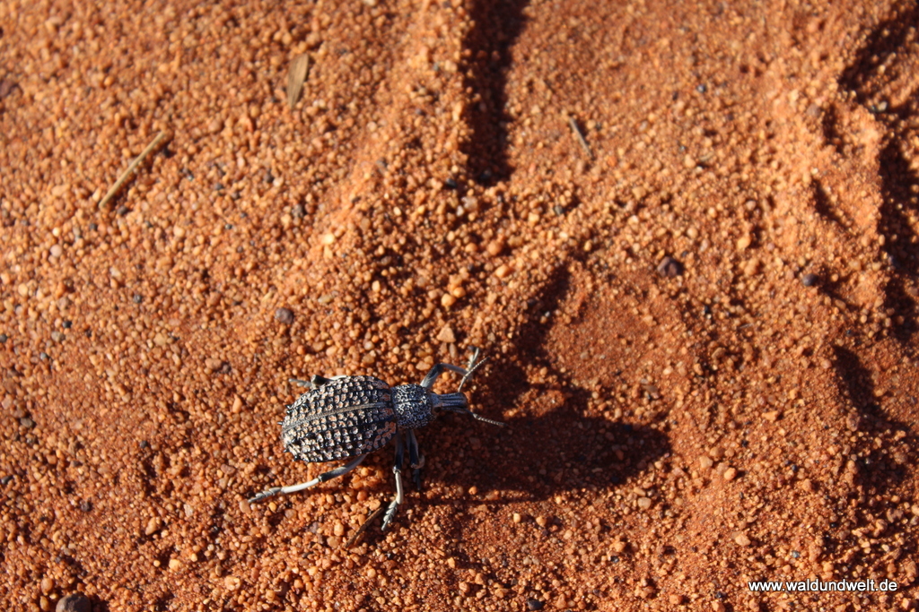 Tour durch den Kings Canyon