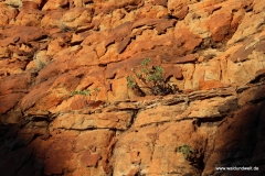 Tour durch den Kings Canyon