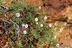 Tour durch den Kings Canyon