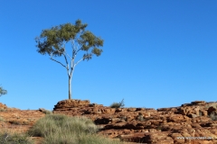 Tour durch den Kings Canyon