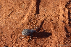 Tour durch den Kings Canyon