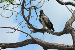 Tsavo-Ost-Nationalpark  in Bildern - Safari in Kenia