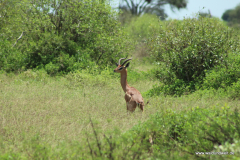 Tsavo-Ost-Nationalpark  in Bildern - Safari in Kenia