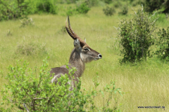 Tsavo-Ost-Nationalpark  in Bildern - Safari in Kenia