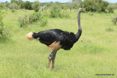 Tsavo-Ost-Nationalpark  in Bildern - Safari in Kenia