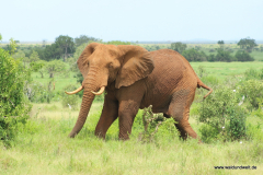 Tsavo-Ost-Nationalpark  in Bildern - Safari in Kenia