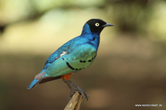 Tsavo-Ost-Nationalpark  in Bildern - Safari in Kenia