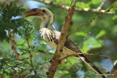 Tsavo-Ost-Nationalpark  in Bildern - Safari in Kenia
