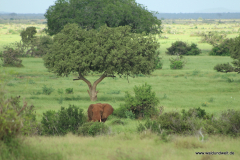 Tsavo-Ost-Nationalpark  in Bildern - Safari in Kenia